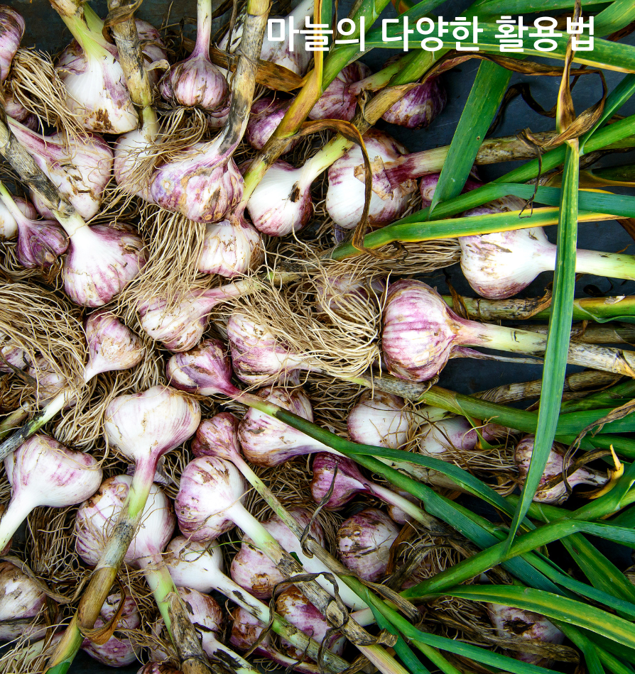 마늘의 다양한 활용법